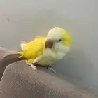 كويكر لاتينو عيون حمر اليف