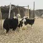 نجد للبيع