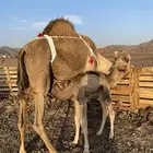 خلفه مصغر وصغيرة سن تحتها بكره الحد 10500تمم البيعع