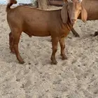 تيس مهجن مشروع فحل ولد كلهاري