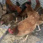 دجاج عربي ترثه (تم البيع )