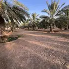 نخل منوع للبيع