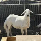 خروفين ذبايح