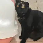 قطة سكوتش للتبني