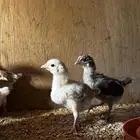 فروخ بلدي