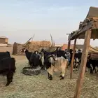 للبيع معزا عوارض صنف الصنف بالفحل دفيع ومضاريع