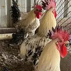 ديكه بلدي للبيع من مزارع الطايف