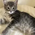 قطة للبيع هجين شيرازي فرنسي العمر شهرين