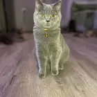 انثى سكوتش ستريت بريتش