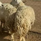 حريات حرش دفيع وضريع