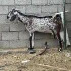 عنز هنديه دافع