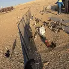 صيصان احجام على السوم