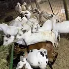 تيوس مرابي.