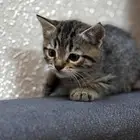 Persian Cat 3 months old
