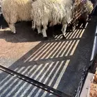 خرفان نعيم للبيع العدد 20