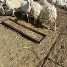 شياه غنم حيل عدد 5 باقي وحده ماصورت