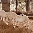 طليان