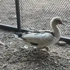 للبيع أو البدل بط بلدي حضان