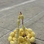 مسباح ضومنه صب قديم
