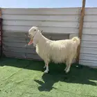 عنز مشروكه دافع.((( تم البيع )))