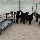 غنم تيوس منادي وطليان للمناسبات