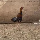 ديك بكستاني