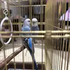 طيور بادجي زوجين ذكر وأنثى