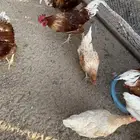 دجاج لهمان