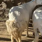 شاه سمين رباع