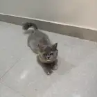 قطة للتبني
