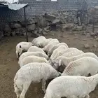 طليان فل شحم