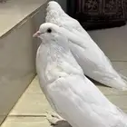 نفاخ بو مريان منتج سوبر