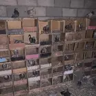 حمام لاحم سلفر