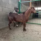 تيس فحل للبيع