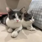 قطط للتبني
