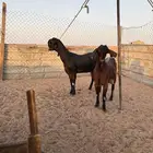 معزا شاميات