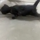 قطه صغيره للتبني