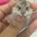 هامستر ونتر وايت