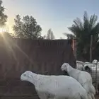 طليين مغلقه