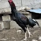 ديك باكستاني دم صافي