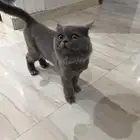 قطة للتبني