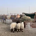 خرفان نعيم فاخر