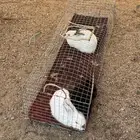 ارانب لتبني