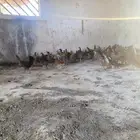 البيع دجاج بلدي شرط من المرض العدد 135 دجاج