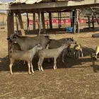 50 راس ماعز للبيع