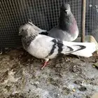 زوج حمام نوري