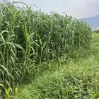 قصب للبيع اخضر الموقع محايل طريق جده