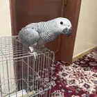 فرخ كاسكو ( تم البيع )