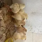 صوص لوهمان