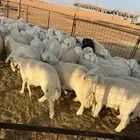 رخال حريه 8 شهور